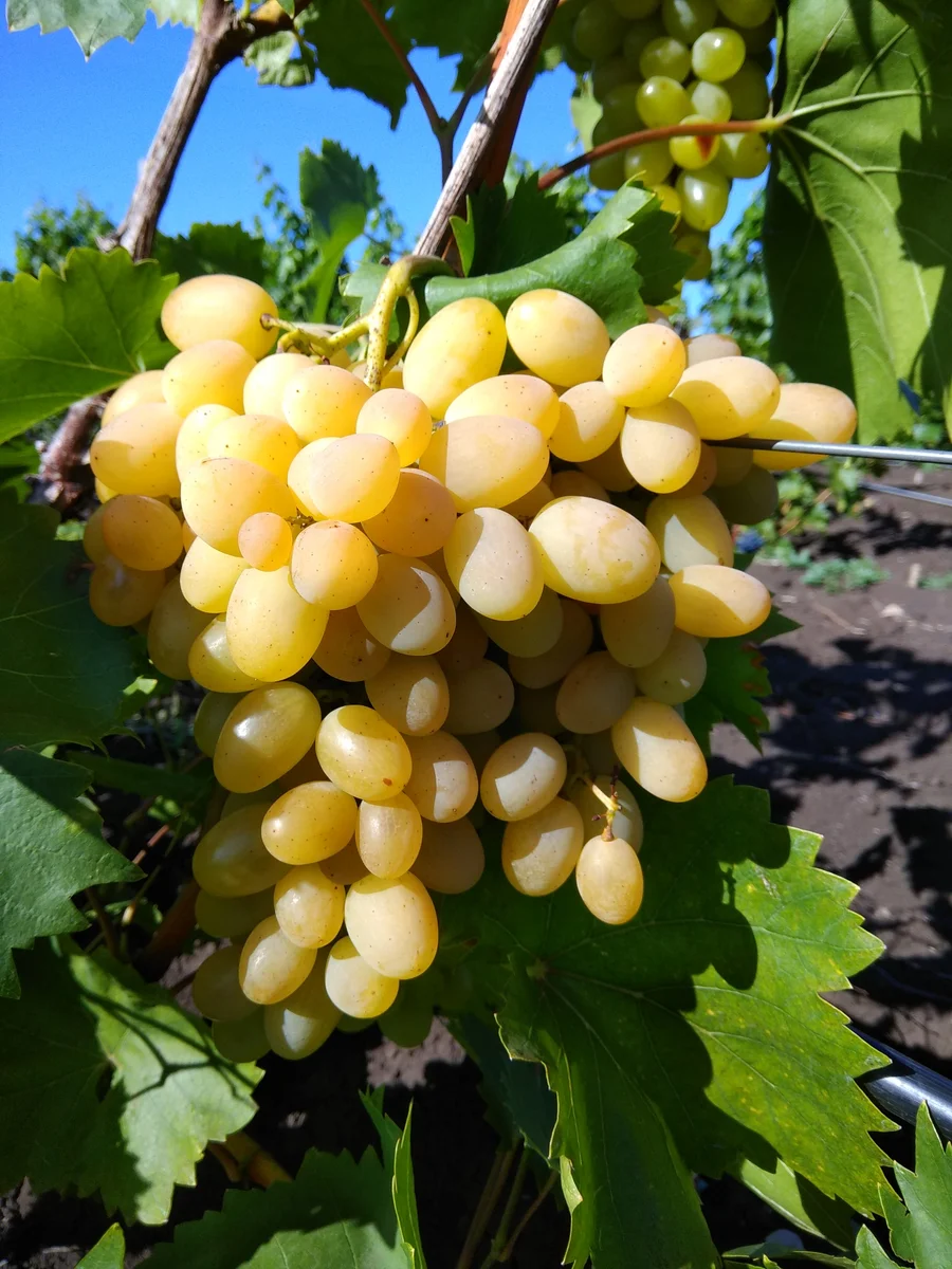 Белый виноград Плевен